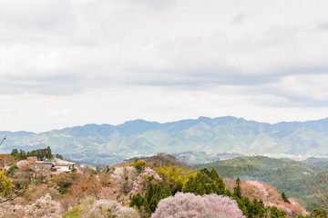 Fototapeta na wymiar Mount Yoshino in Japan is famous for its cherry blossom season.