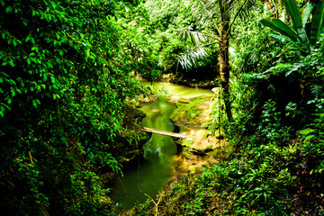 Obraz premium Lush green rain forest tropical monsoon jungle with trees, grass, plantation for summer school trekking camp