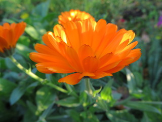 orange calendula flower closeup