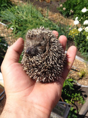 Little hedgehog resting on the human palm © Евгений Костенко