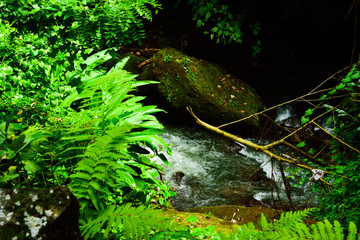 Lush green rain forest tropical monsoon jungle with trees, grass, plantation for summer school trekking camp