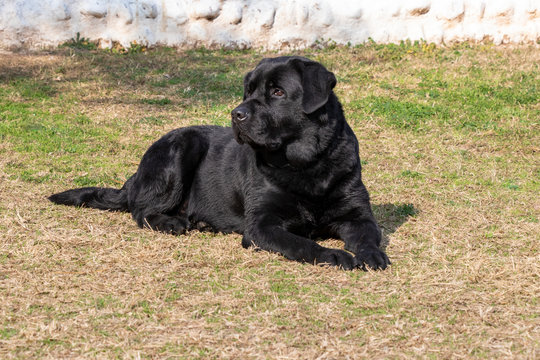 Black labour dog relaxing in green grass.