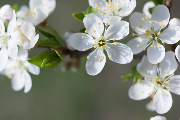 Spring flower blossom tree