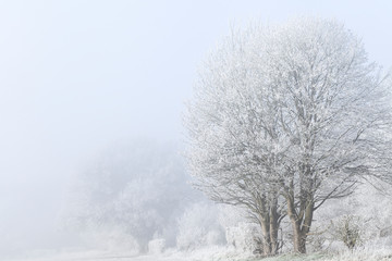 Winter landscape with frozen trees anf fog