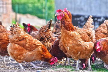 Chickens on traditional free range poultry farm