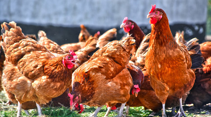 Poulets sur une ferme avicole traditionnelle en plein air