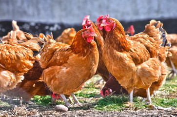 Chickens on traditional free range poultry farm
