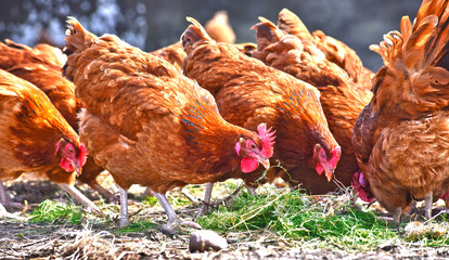Chickens on traditional free range poultry farm