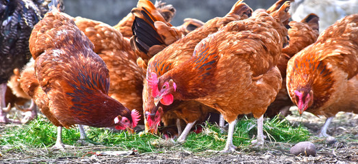 Chickens on traditional free range poultry farm
