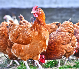 Chickens on traditional free range poultry farm