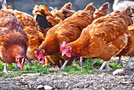 Chickens on traditional free range poultry farm
