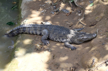 Big crocodile in the park