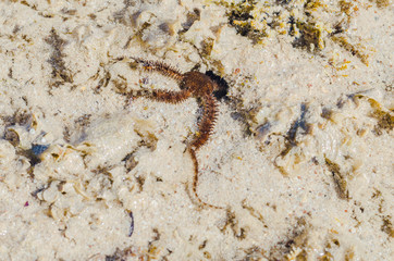 Starfish in the shallow waters of the coral reef during low tide on red sea a Sunny day is heated - 247150557