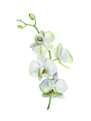 Watercolor of white orchid flower isolated on white background. Hand drawn floral illustration of orchids. Interior artwork with single branch and flowers. - 247150570