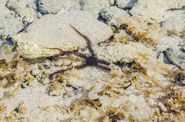 Starfish in the shallow waters of the coral reef during low tide on red sea a Sunny day is heated - 247150575
