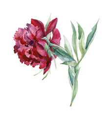 Watercolor of pink peony flower isolated on white background. Hand drawn floral illustration. Interior artwork with single pion flower.