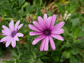 Obraz premium Flower couple