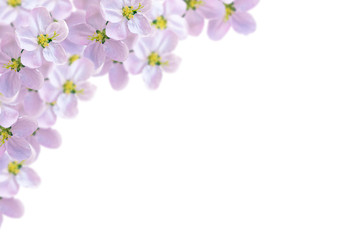 Fototapeta na wymiar Flowering branch of cherry isolated on a white background.