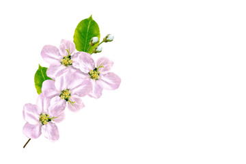 Fototapeta na wymiar Flowering branch of cherry isolated on a white background.