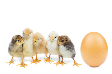 chicken egg on white background