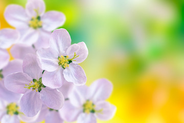 Blossoming branch apple.