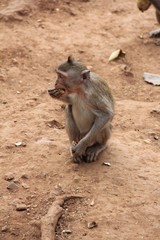 Fototapeta premium macaque