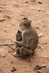 macaque