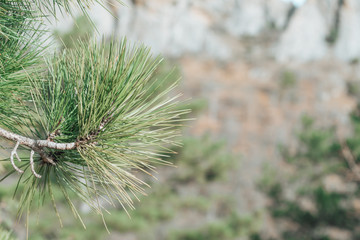 Flowering pine tree on a sprig of pine needles in spring, close-up on a green background