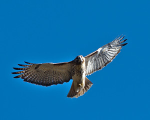 Red tailed hawk in flight