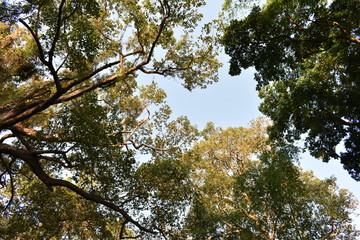 Yellow-green leaves, branches, the highest address of the tree