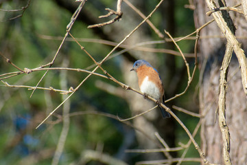 Bluebird perched on branch