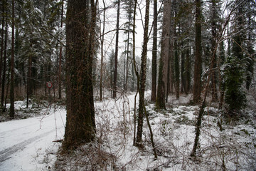 Winter-Impressionen im oberen Rheintal