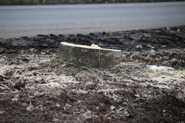 Stub of a tree which have been sawed away for reconstruction of a road in the Netherlands