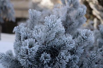 frost on the tree