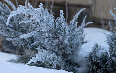 frost on the tree