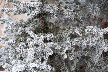 frost on the branches