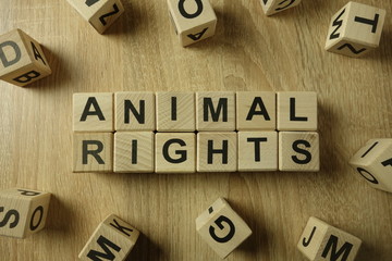 Animal rights text from wooden blocks on desk