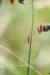 Rhagonycha fulva or Common red soldier beetle on grass polls in Park Hitland in Nieuwerkerk aan den IJssel in the Netherland