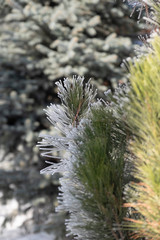 pine branch with cones