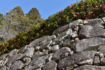石垣と椿の花