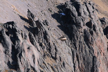 eagle