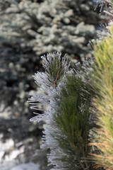 pine branch with cones