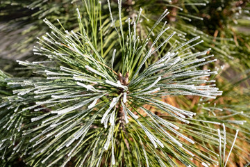 pine tree branch