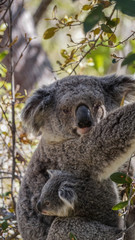 Fototapeta premium Koala Bear with her Baby 