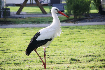 Fototapeta premium Stork standing in the grass at recreation park waiting for feed at Park Hitland in Nieuwerkerk aan den IJssel in the Netherlands