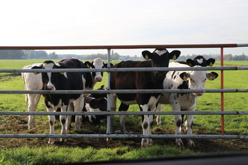 Young cows looking curiously through the fence at a meadow in Moordrecht in the Netherlands