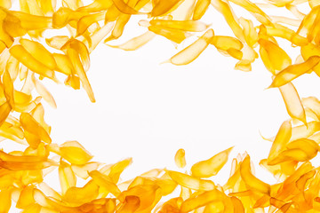 Pomelo Fruit Juicy Vesicles Background. Pomelo fruit macro photography. Vesicle, Juice Sacs, Citrus Carpels on White Shining Through