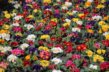 Field filled with petunia flowers in all kind of colors at park in Rotterdam