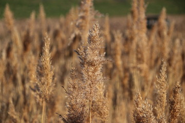 Fototapeta premium Plumes of reed grass colored several ways in sunlight by sunset in Moordrecht in the Netherlands