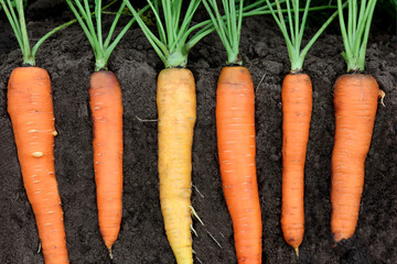 juicy fresh carrots in the context of the soil